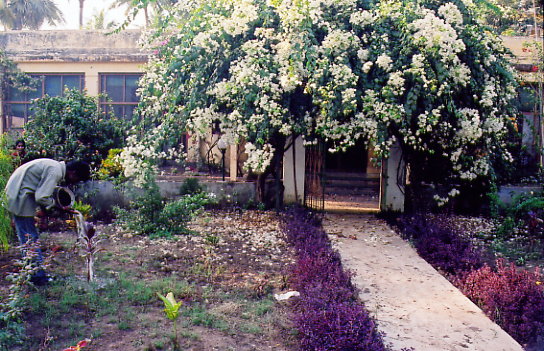 Another garden view