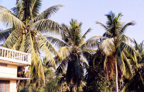 Palms