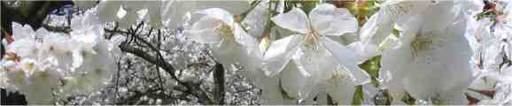 Spring Blossom Photo